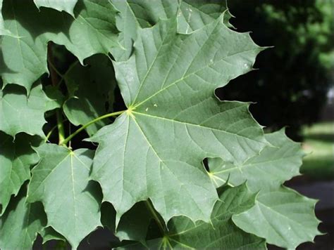 norway maple latin name